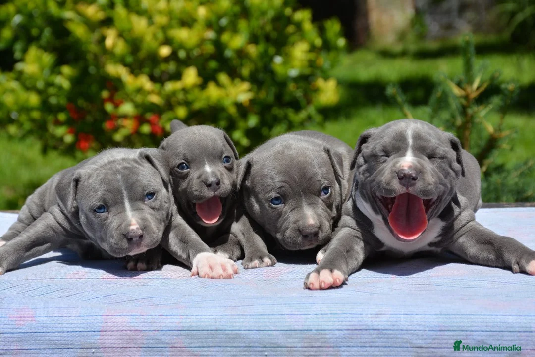 American Staffordshire-Terrier perros en venta: AMERICAN STAFFORD BLUE OJOS AZULES en Sevilla - Anuncio 1