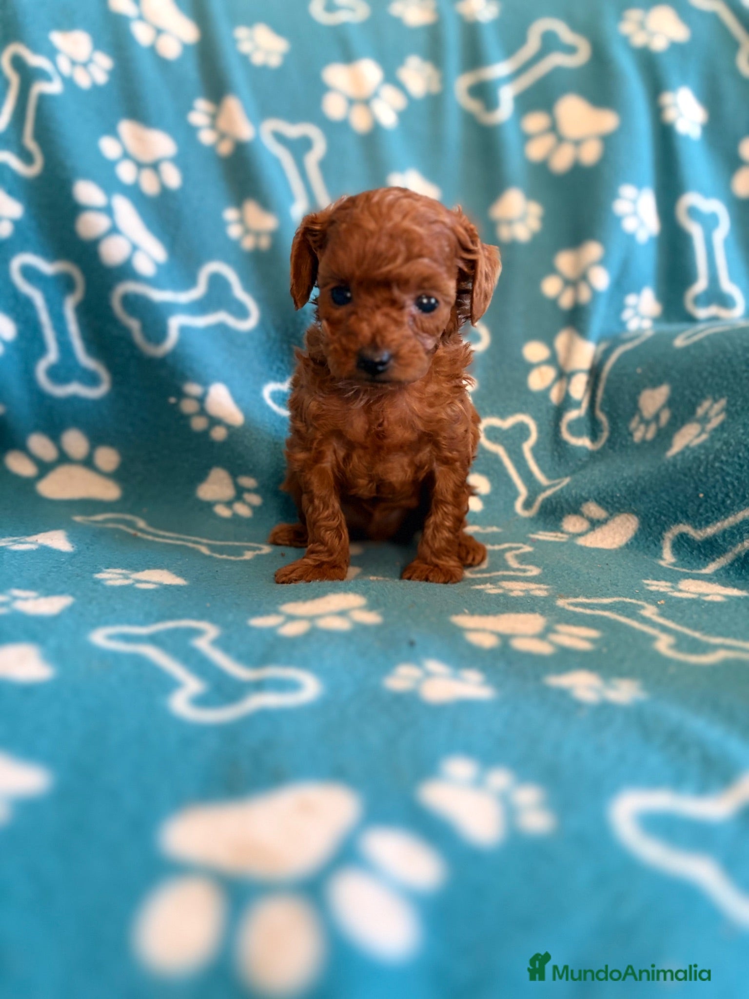 Caniche Toy perros Caniche mini toy  - Anuncio 1