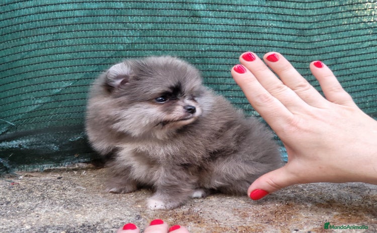 Pomerania perros - Propaganda 5