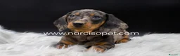 Teckel Miniatura perros en venta: TECKEL ARLEQUIN PLATA - Anuncio 5