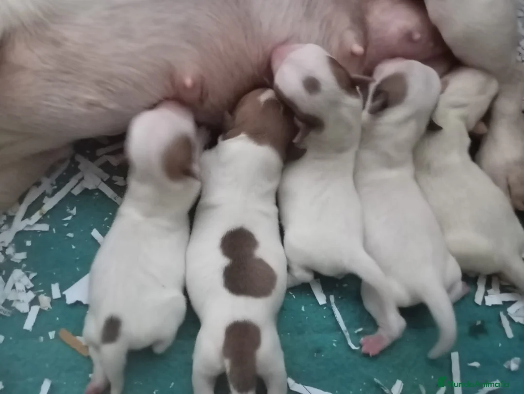 Jack Russell Terrier perros en venta: Camada de Jack Russell - Anuncio 2