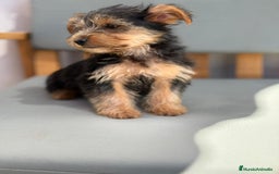 Yorkshire Terrier perros en venta: Yorkshire toy - Imagen 1
