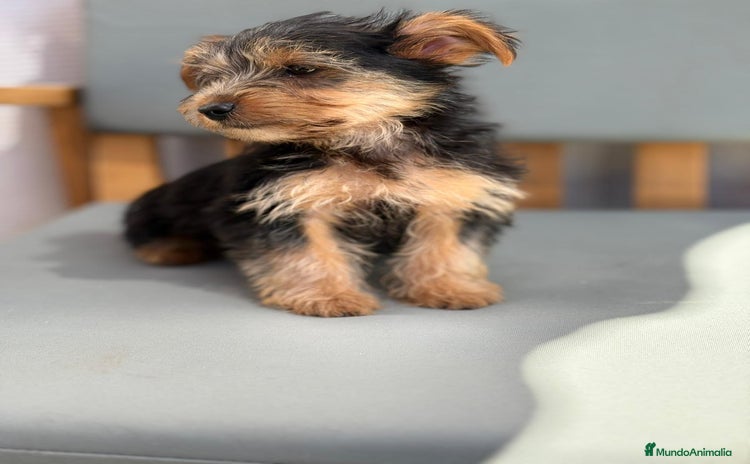 Yorkshire Terrier perros - Propaganda 5