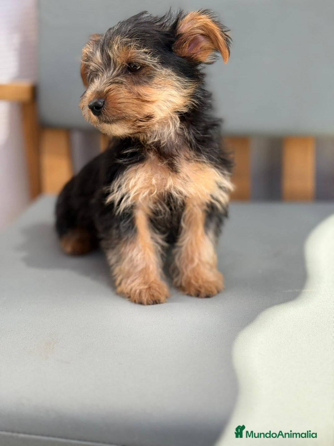 Yorkshire Terrier perros en venta: Yorkshire toy - Imagen 1