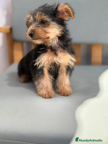 Yorkshire Terrier perros - Anuncio 2