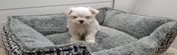 Bichón Maltés perros en venta: Cachorrito de Bichon Maltes  - Anuncio 1