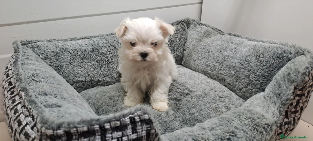 Bichón Maltés perros en venta: Cachorrito de Bichon Maltes  - Anuncio 1