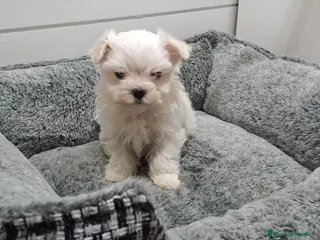 Bichón Maltés perros Cachorrito de Bichon Maltes - Anuncio 1