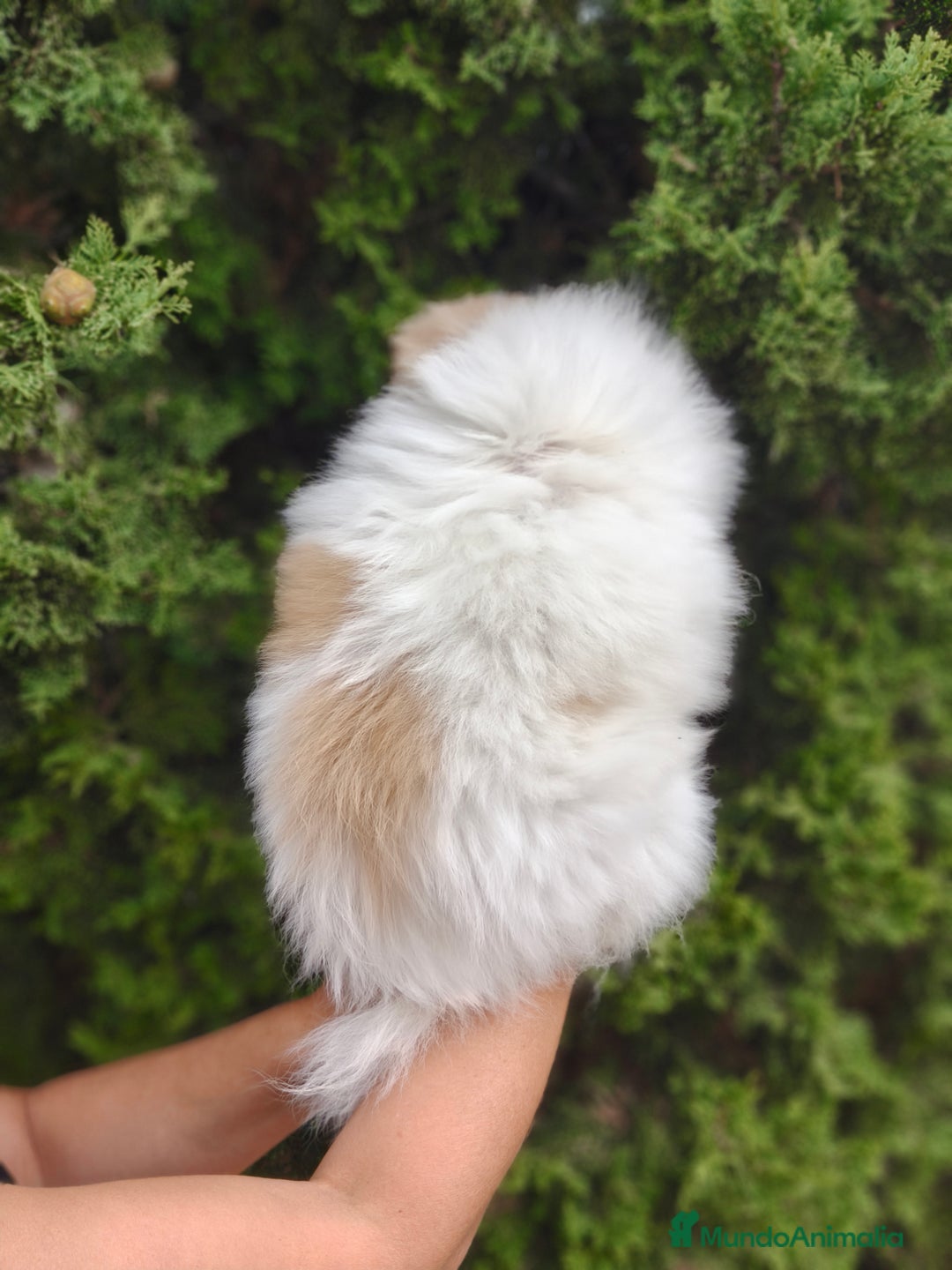 Pomerania perros en venta: Oportunidad Lulú Pomerania Ruso  - Imagen 6