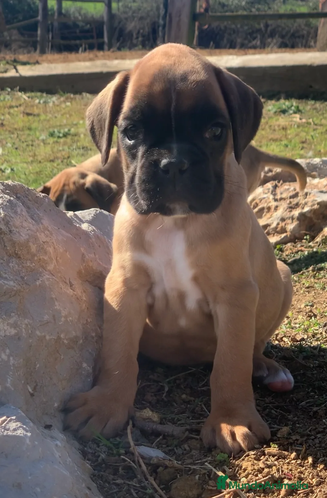 Boxer perros en venta: Cachorros BOXER dorados - Anuncio 2