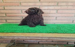 Caniche Toy perros en venta: Caniche   - Imagen 15