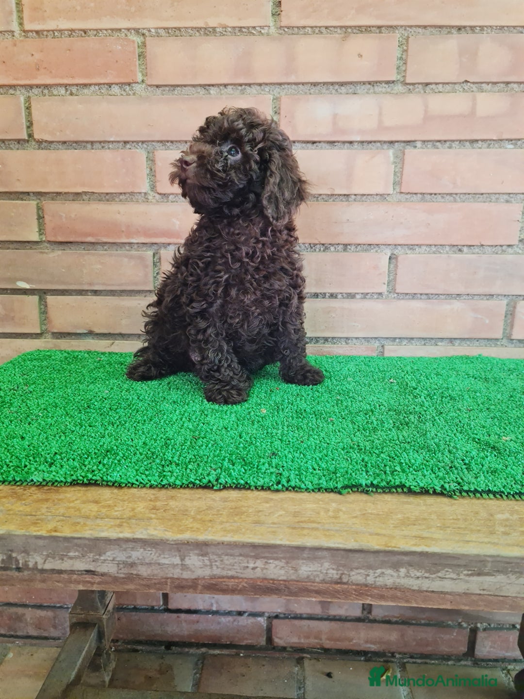 Caniche Toy perros en venta: Caniche   - Imagen 15