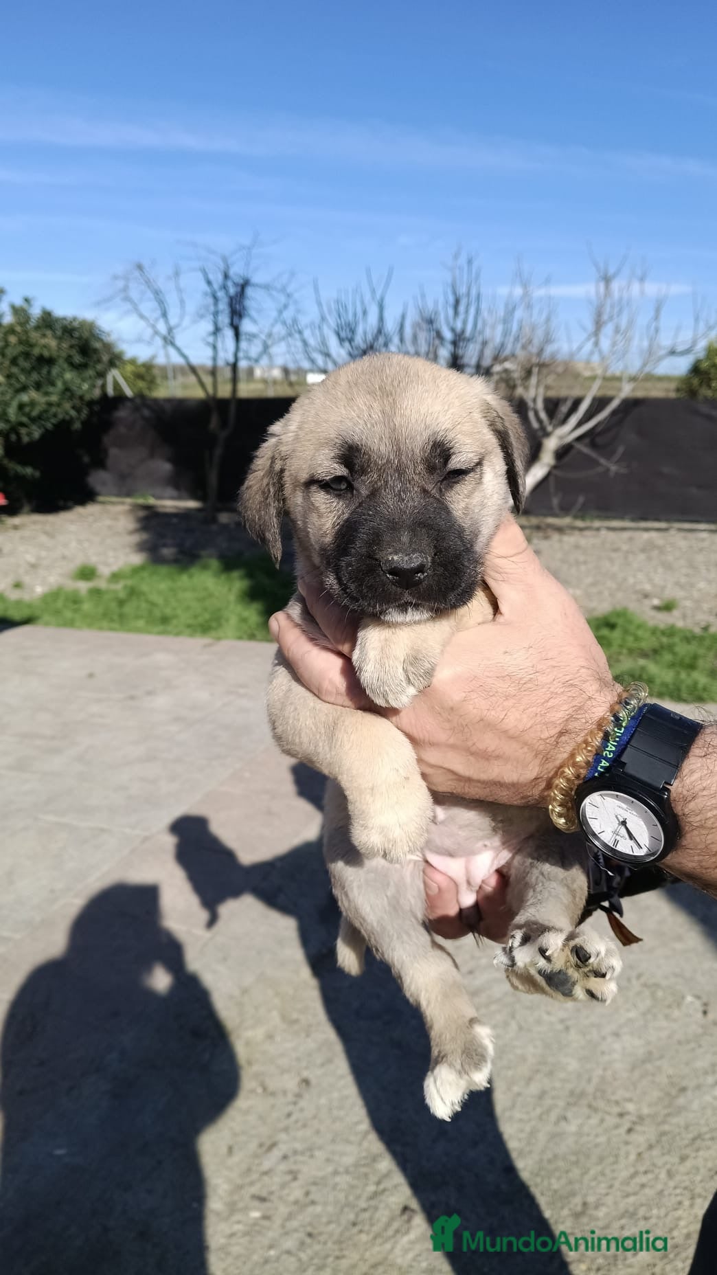 Mastín Español perros Hembra de mastín disponible para entregar - Anuncio 6