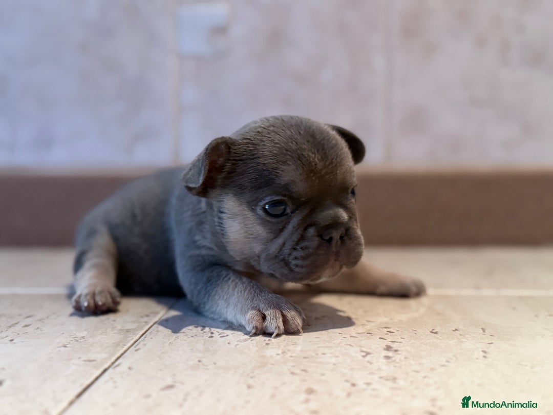 Bulldog Francés perros en venta: Bulldog francés  - Imagen 3