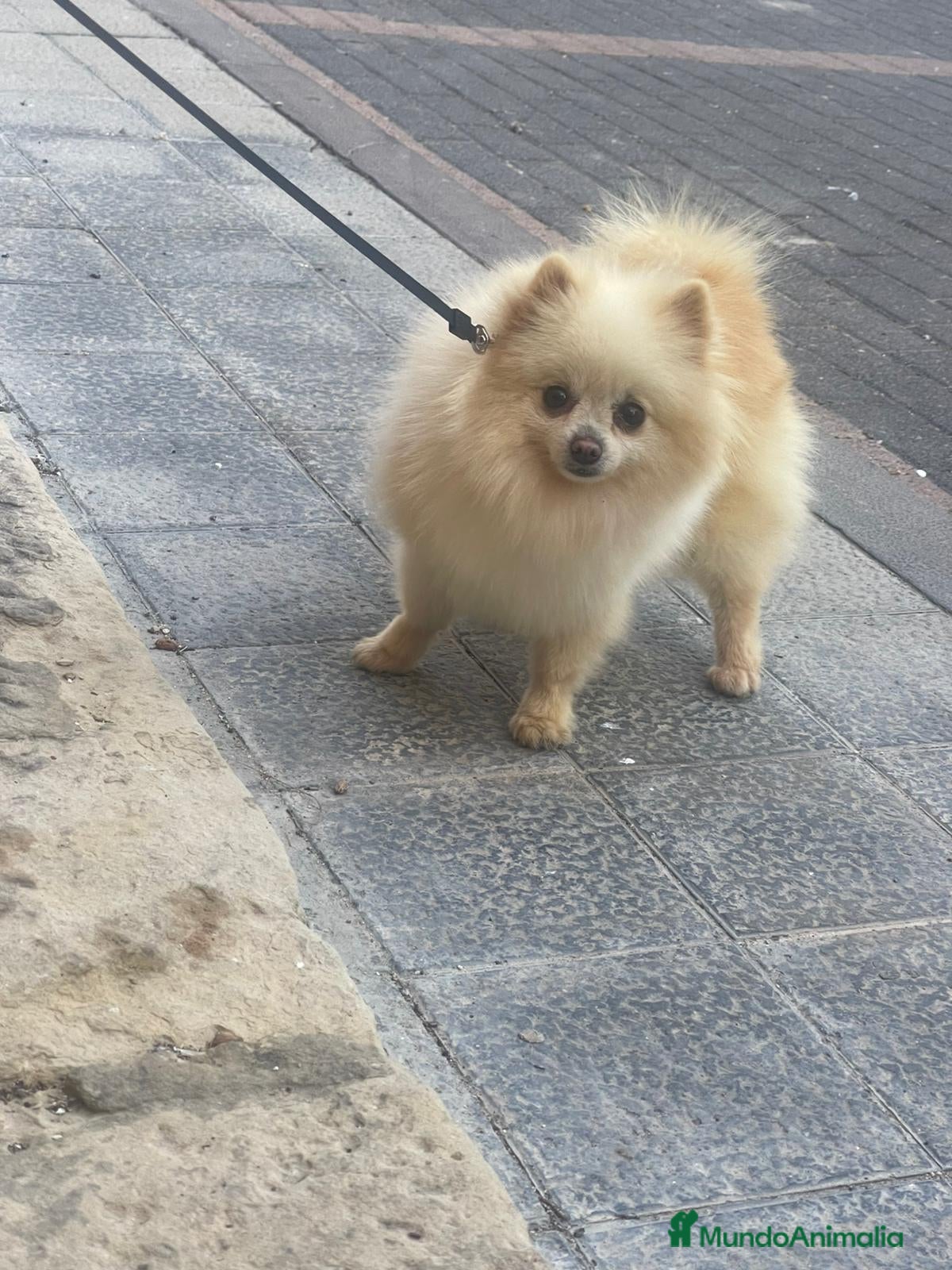 Pomerania perros Pomerania  - Anuncio 1