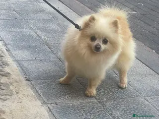 Pomerania perros Pomerania - Anuncio 13