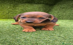 Teckel Miniatura perros en venta: camada teckel mini  - Imagen 11