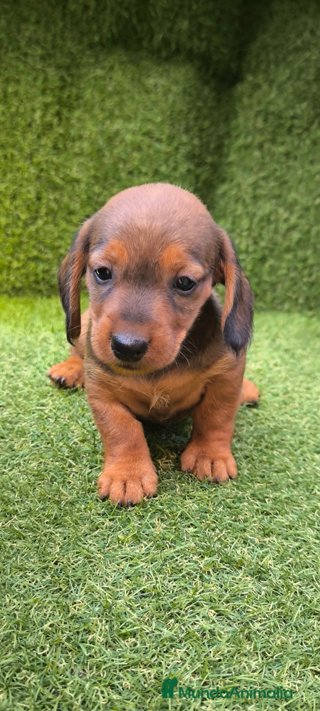 Teckel Miniatura perros en venta: camada teckel mini  - Imagen 11