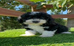 Perro de Agua Español perros en venta: PERRO DE AGUA MACHO - Imagen 1