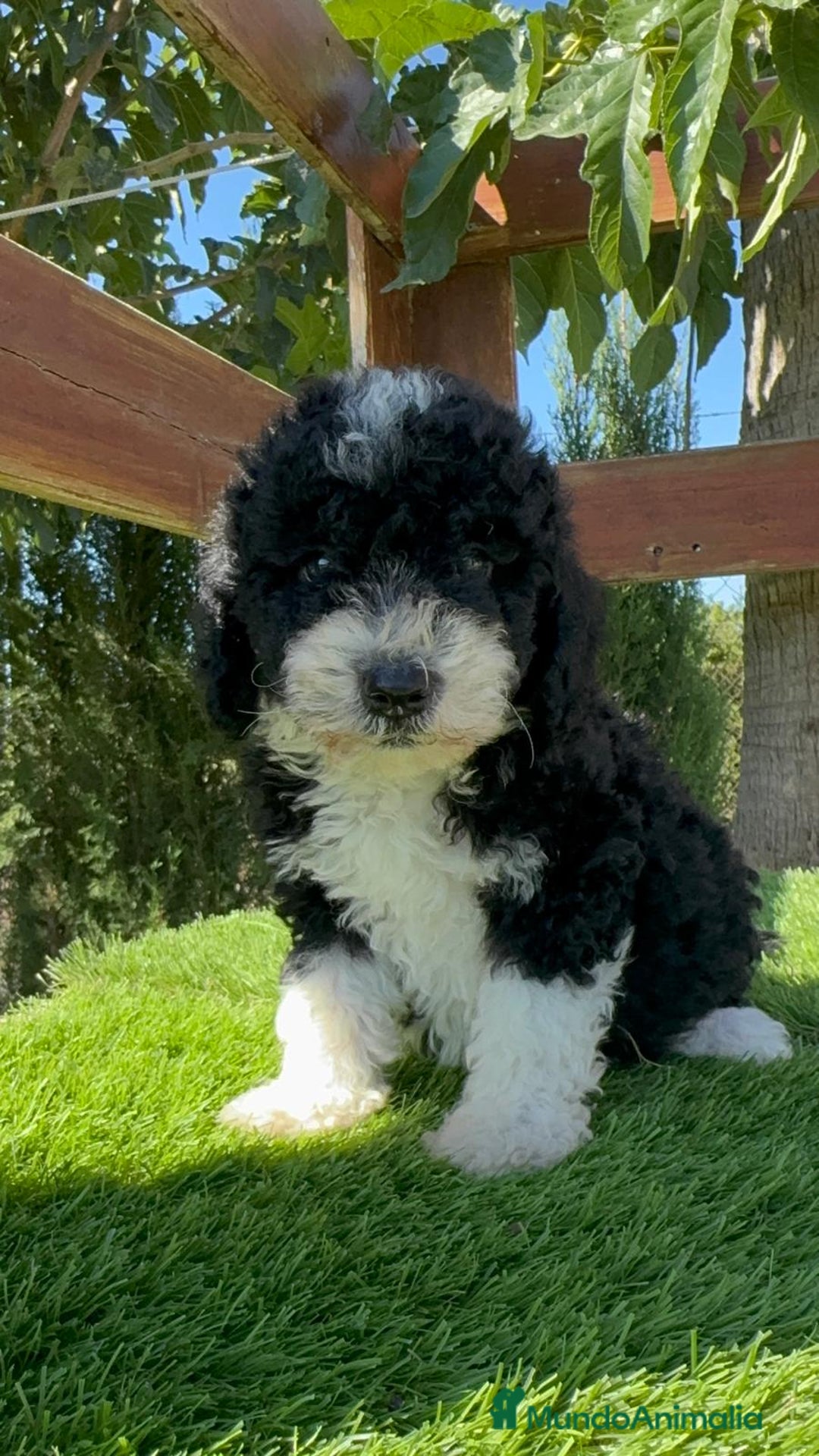Perro de Agua Español perros en venta: PERRO DE AGUA MACHO - Imagen 1
