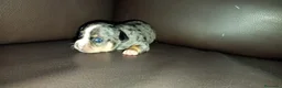 Chihuahua perros en venta: Chihuahuas toy - Anuncio 8