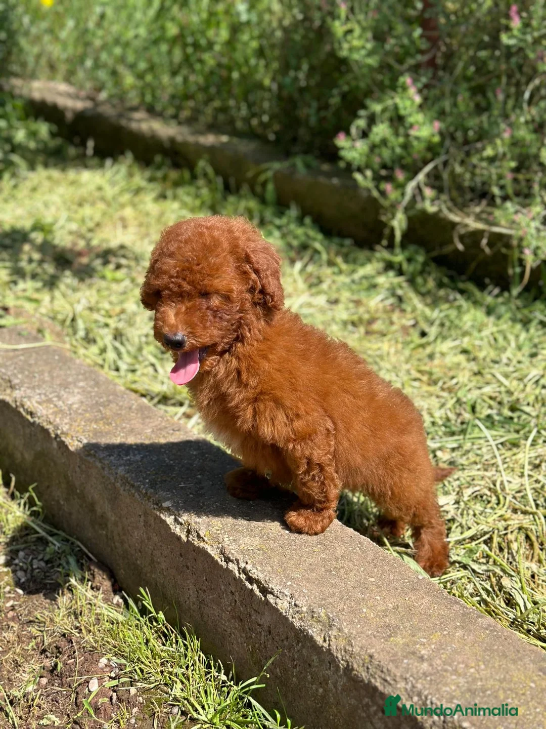 Caniche Enano perros en venta: Caniche rojo en Barcelona - Anuncio 2