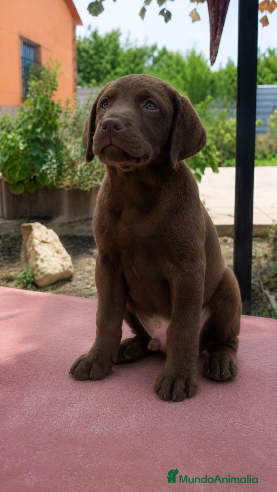 Labrador Retriever perros Último labrador chocolate!!!!!🐾🐶 - Anuncio 1