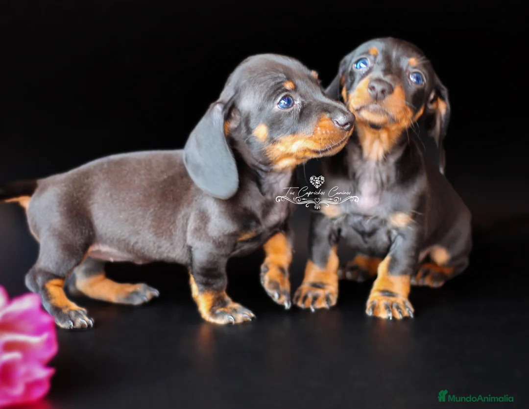 Teckel perros en venta: PRECIOSAS TECKEL COLOR NEGRO Y FUEGO 💖 en Cantabria - Anuncio 4