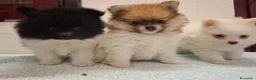 Pomerania perros en venta: Pomerania  - Anuncio 5