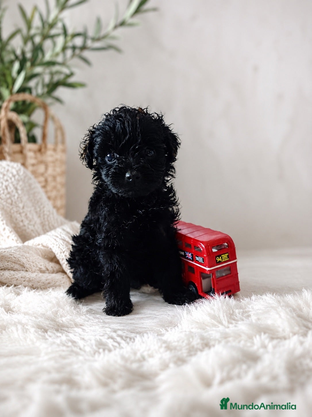 Caniche Toy perros Caniche Toy negros🐶🐾🔥 - Anuncio 1