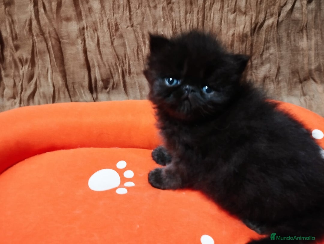 Persa gatos en venta: Gatos persas - Anuncio 2