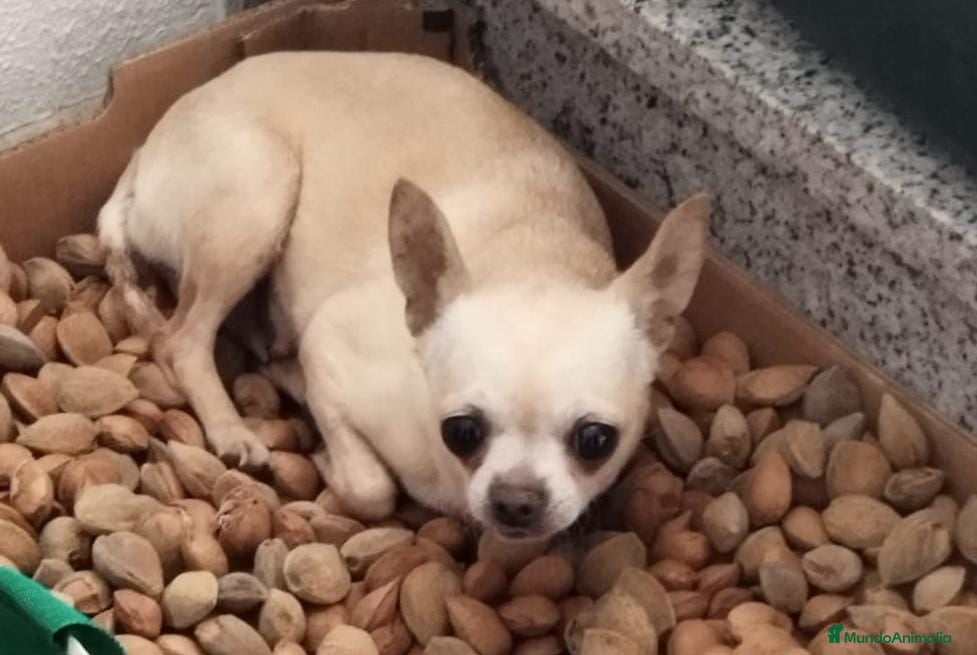 Chihuahua perros Chihuahua color crema - Anuncio 2