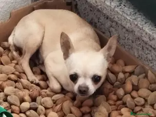 Chihuahua perros Chihuahua color crema - Anuncio 2