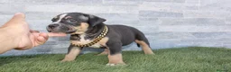 American Pit Bull Terrier perros en venta: American Pit bull - Anuncio 2