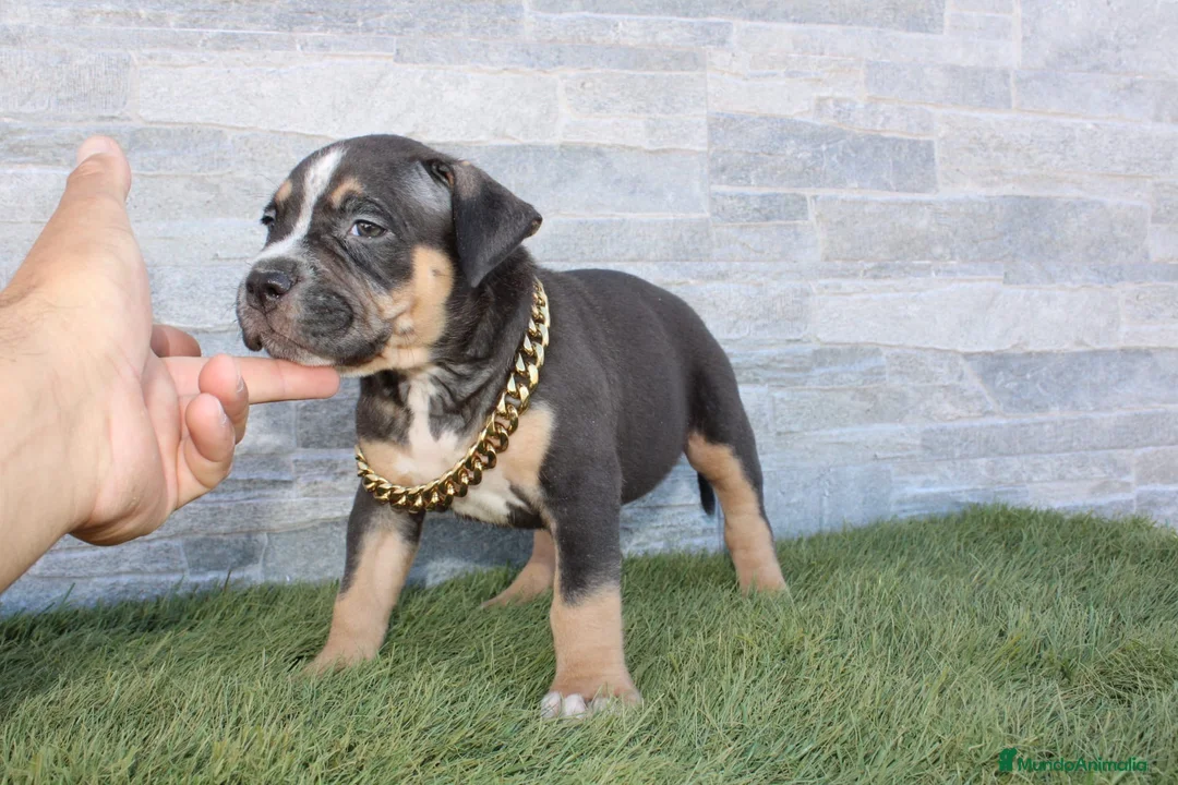 American Pit Bull Terrier perros en venta: American Pit bull - Anuncio 2