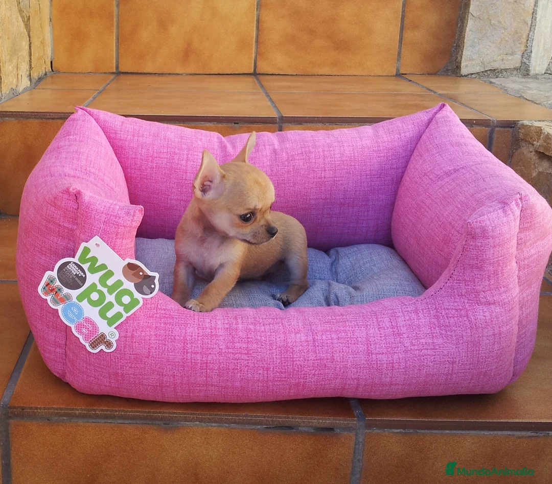 Chihuahua perros en venta: Chihuahua - Anuncio 5