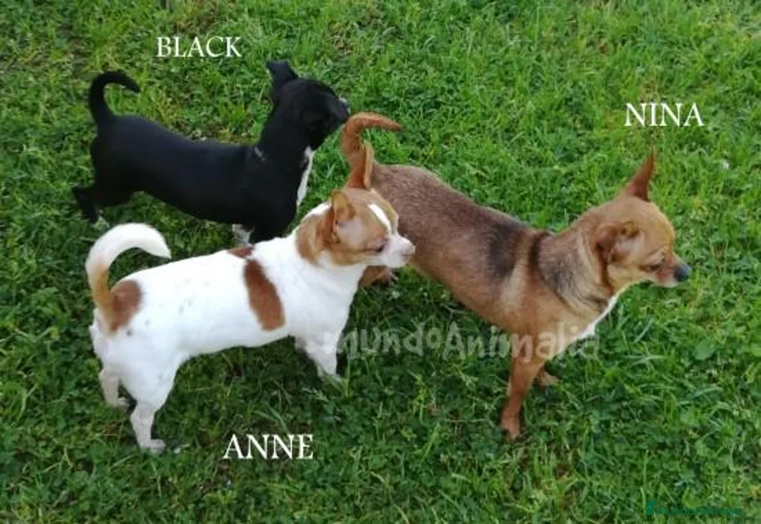 Imagen de galería {{count}}