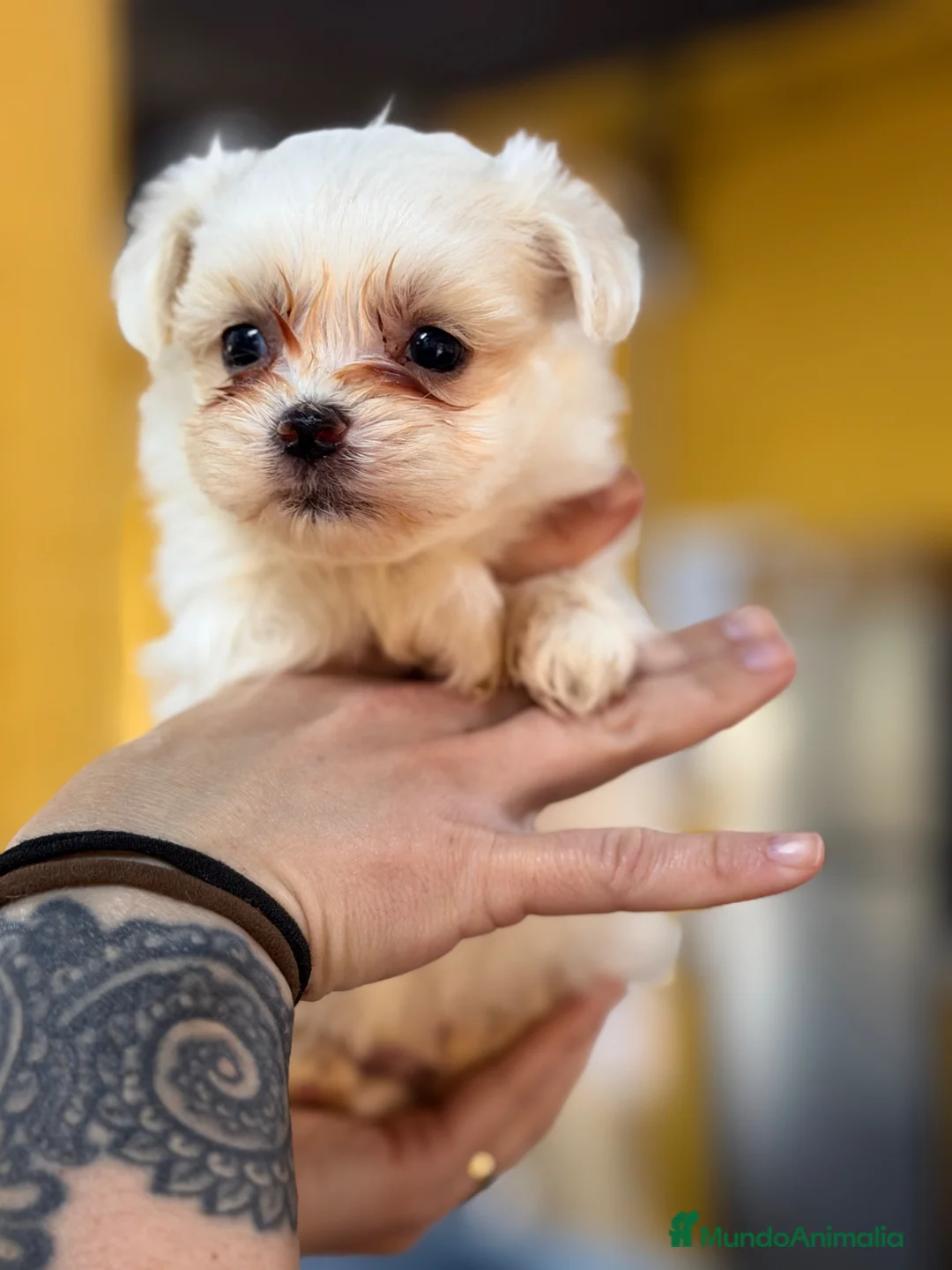 Bichón Maltés perros en venta: Bichon Maltes americano  - Anuncio 1