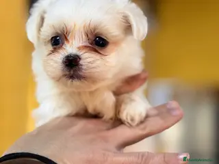 Bichón Maltés perros Bichon Maltes americano - Anuncio 1