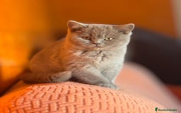 Británico de Pelo Corto gatos en venta: HEMBRA BRITISHSHORTHAIR LILAC - Imagen 3