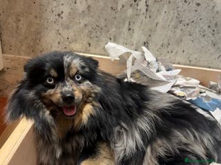 Pomsky perros Pomsky F5 - Anuncio 8