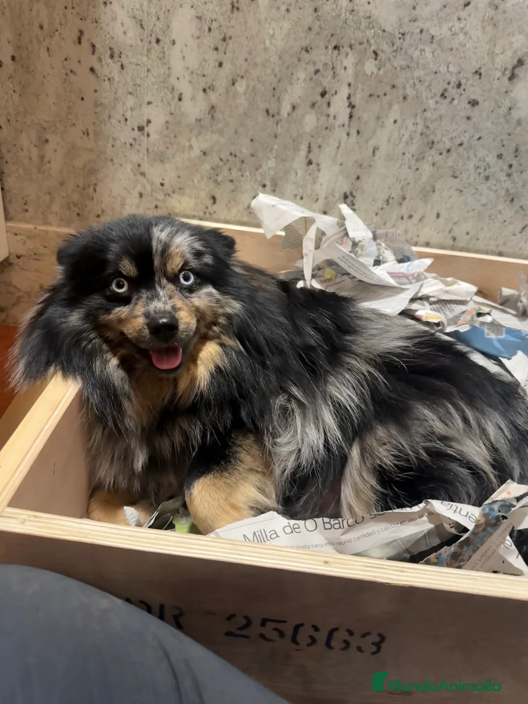 Pomsky perros en venta: Pomsky F5 - Anuncio 10