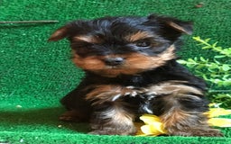 Yorkshire Terrier perros en venta: YORKSHIRE CACHORROS SOCIALIZADOS !!!!!!!!!!! - Anuncio 6