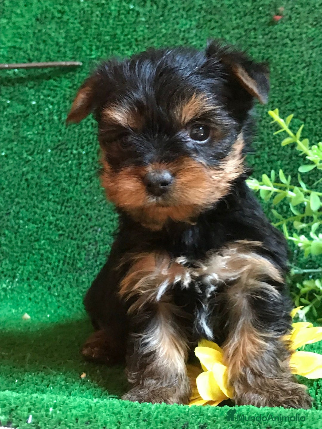 Yorkshire Terrier perros en venta: YORKSHIRE CACHORROS SOCIALIZADOS !!!!!!!!!!! - Anuncio 6