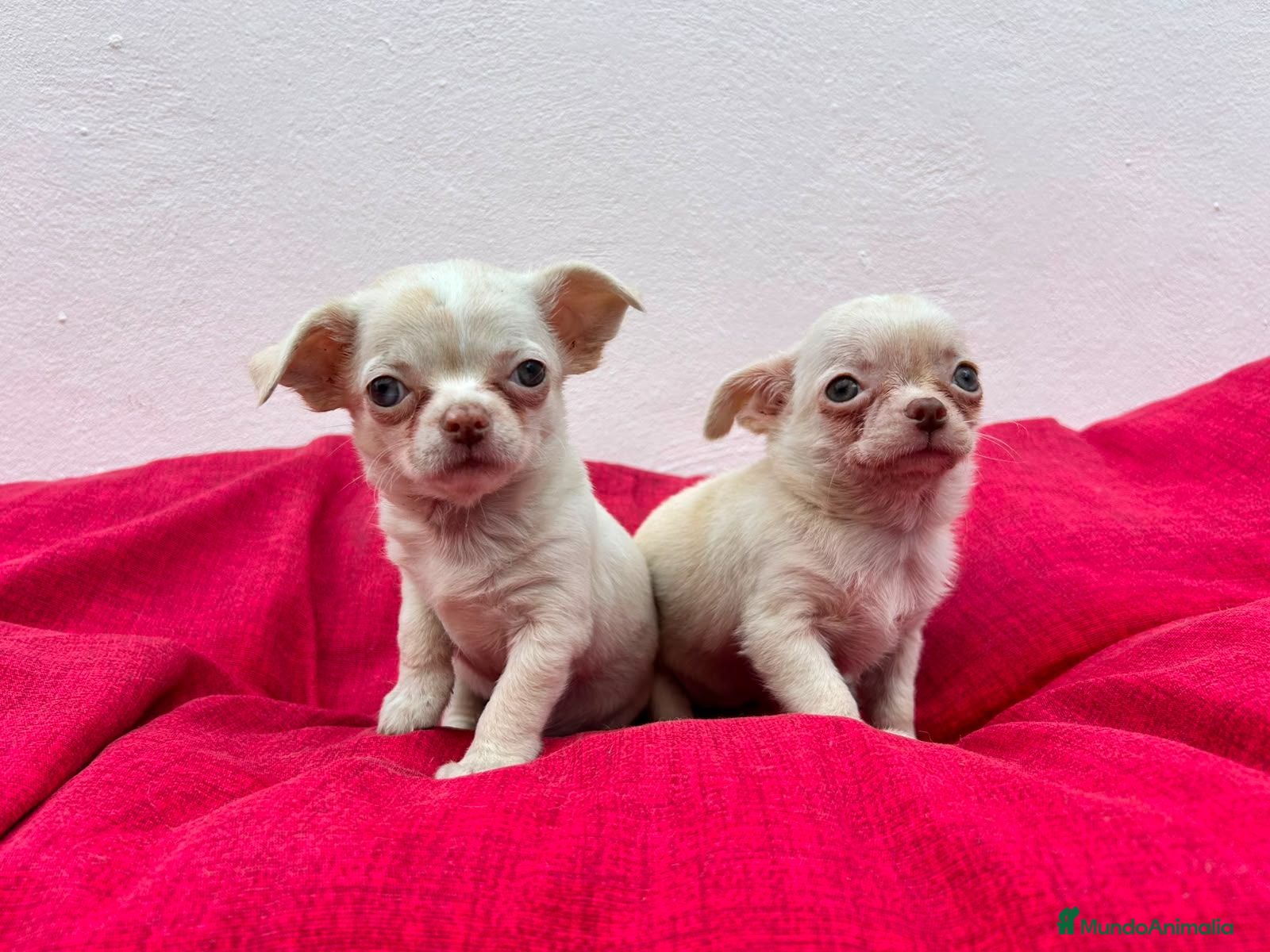 Chihuahua perros Chihuahua mini - Anuncio 1