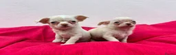 Chihuahua perros en venta: Chihuahua mini - Anuncio 1