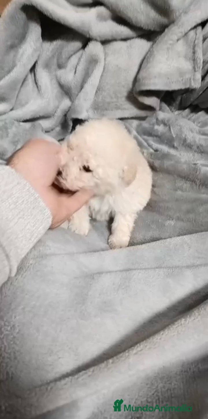 Caniche Toy perros Caniche - Anuncio 22