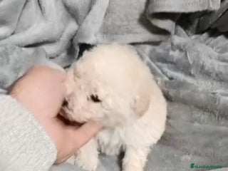 Caniche Toy perros Caniche - Anuncio 9