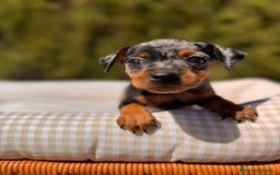 Pinscher Miniatura perros en venta: PINSCHER MINI EXÓTICO  - Imagen 7