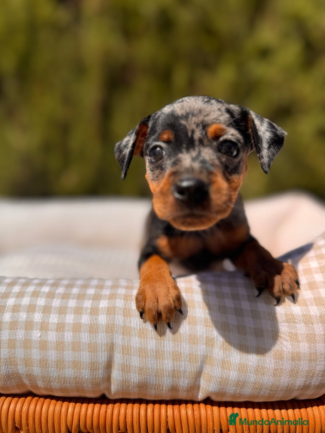 Pinscher Miniatura perros en venta: PINSCHER MINI EXÓTICO  - Imagen 7